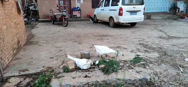 昭通|重走来时的路！云南昭通乐居镇周家口子村散步记