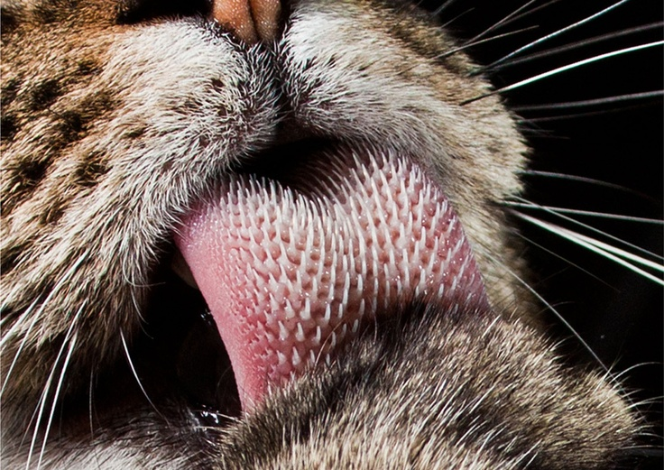 雄性猫为什么要长倒刺,在繁衍时刮伤雌性?这倒刺可不简单