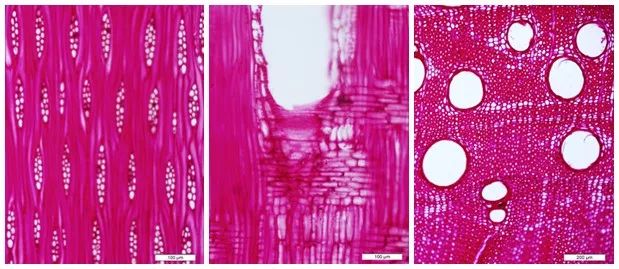 海南黄花梨|海南黄花梨之五美