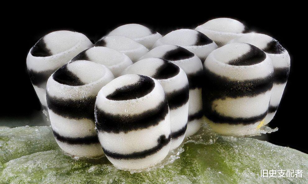 25张通过显微镜拍到的微生物照片,原来“怪物”就在我们的身边