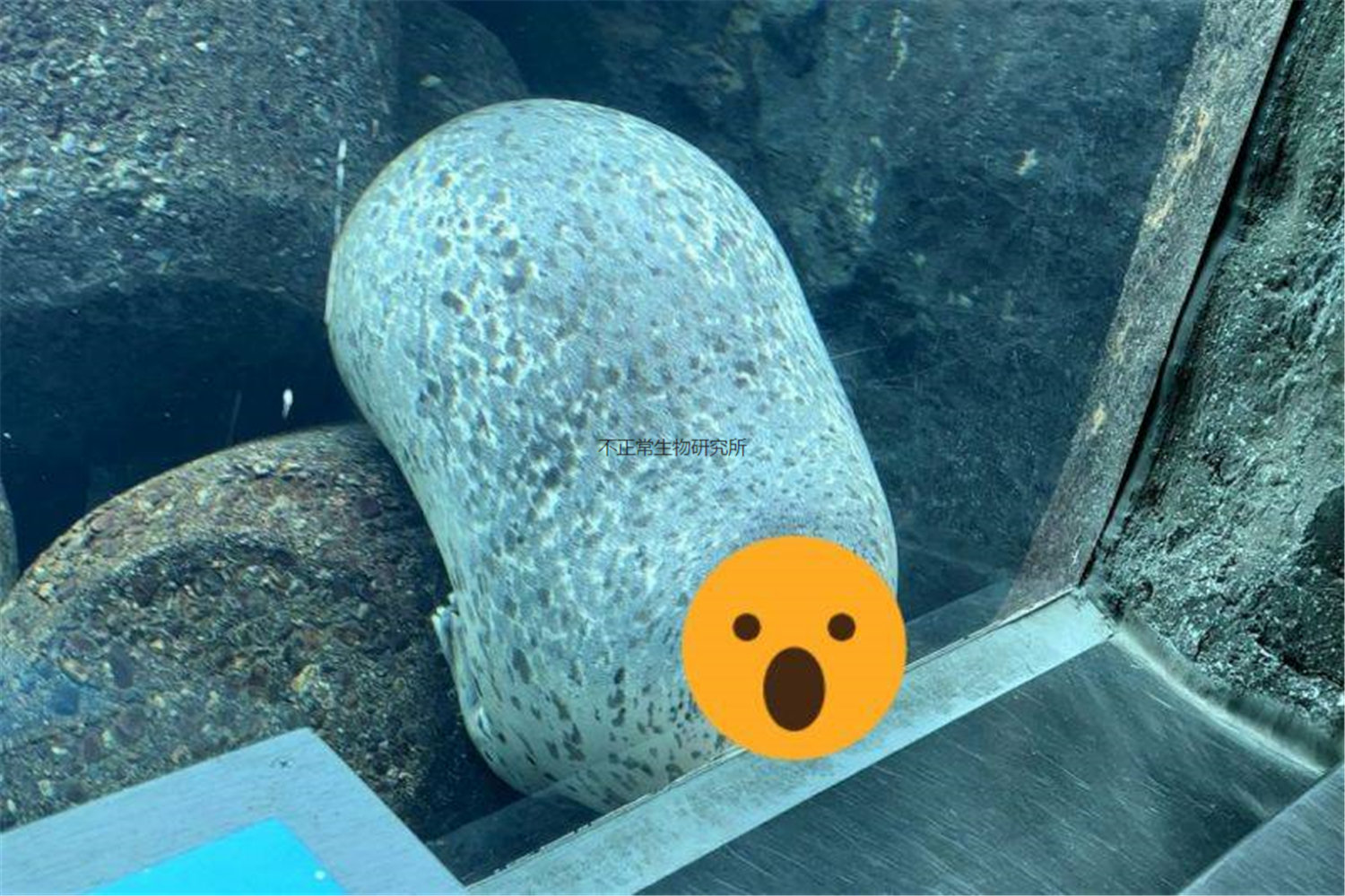 水族箱中岩石上长了眼睛?原来这是一只学会了拟态技能的海豹