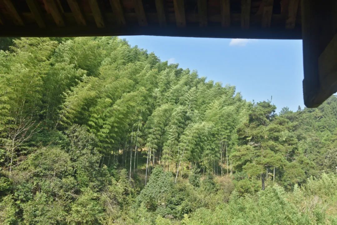 摄影比赛|浙南深山中有座中国传统村落，用石头建造，被多肉覆盖！
