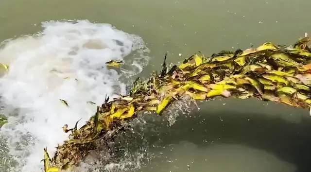 |钓鱼人：放了几条鱼这条江就是你的了？被放生者诅咒辱骂