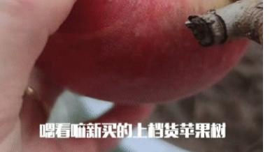 重庆，一女子网购了一棵苹果盆栽，收到货后，她发现盆栽上还结了不少又红又大的苹果