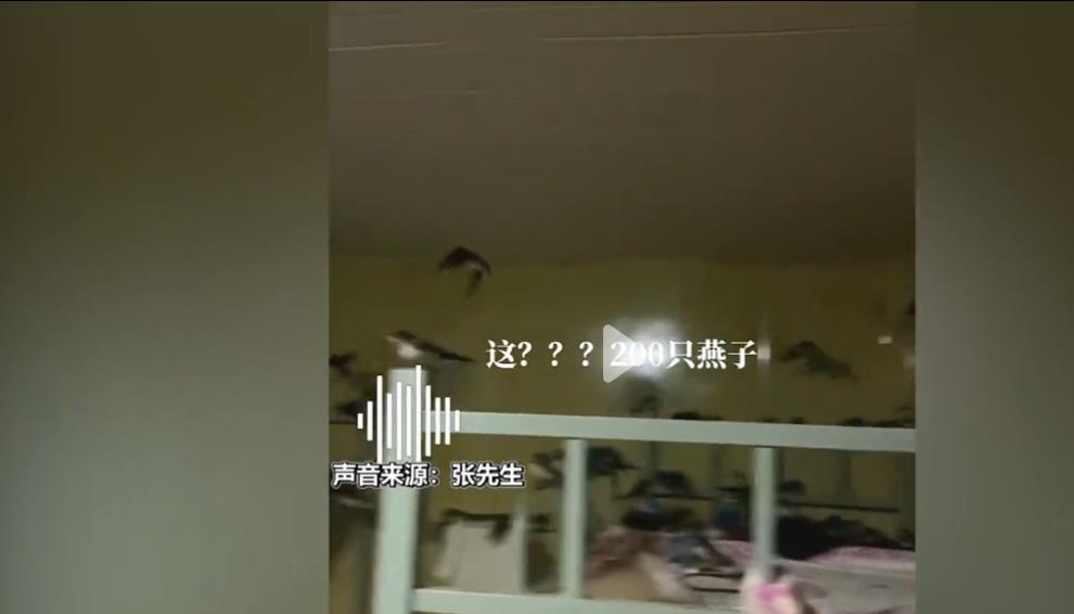 罕见!群燕进屋不肯离去 男子为其开空调 为何会出现如此反常现象?