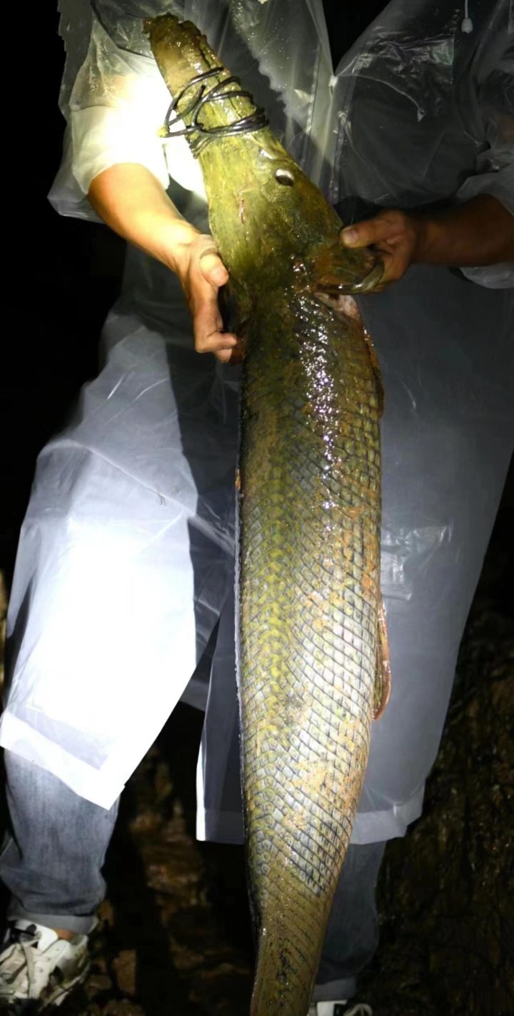 汝州鳄雀鳝捉住了,却是雌雄两条,雌鱼一次可产卵20万枚,怎么办