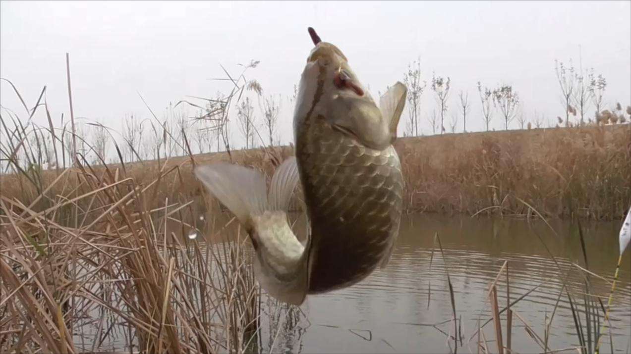 租赁|挪挪窝就能钓得多？没有必要条件，换钓位不如尝试钓远或尽早回家