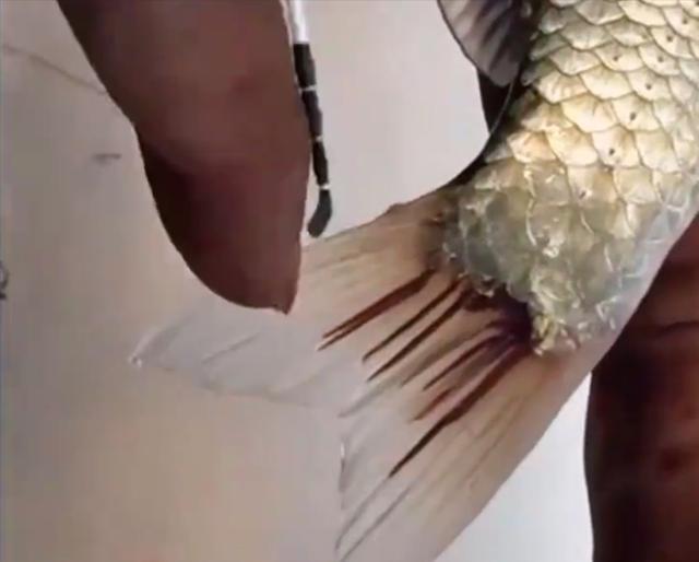 相声|四川一男子野钓鲫鱼，意外收获尾巴长红虫的怪鱼，惊喜瞬间变惊吓