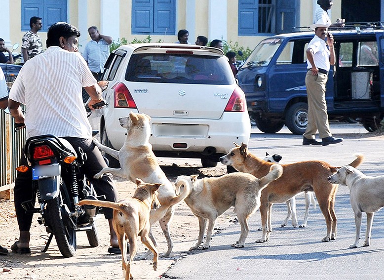 中国狂犬病防治真的走错路了?疫苗到底该给人打,还是给狗打?