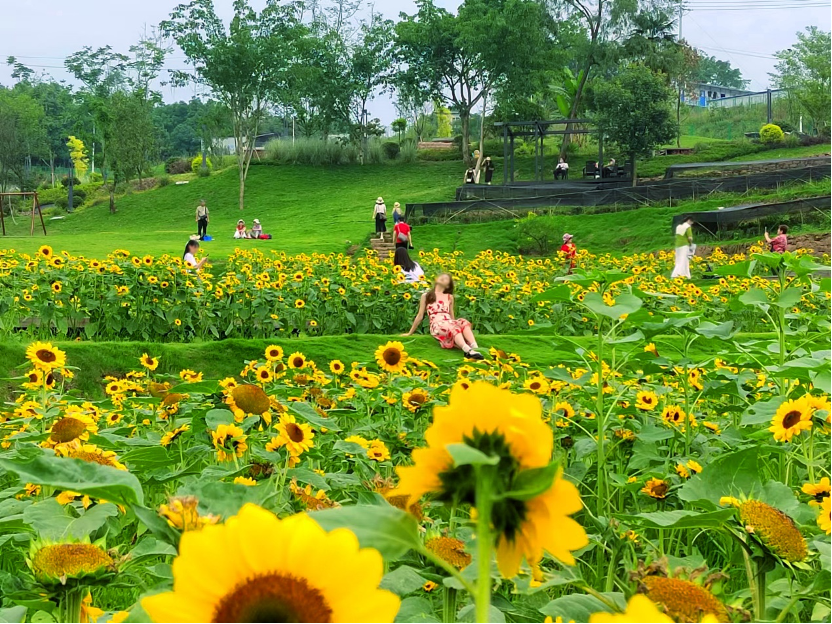 蚌埠|这个夏日我们奔赴田园,在牧歌小镇追太阳
