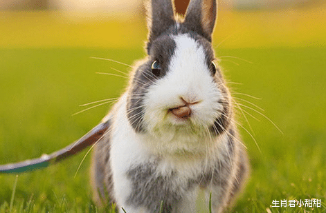 属兔|事业一飞冲天，属兔人在虎年迎接大好运势，在职场不断蜕变