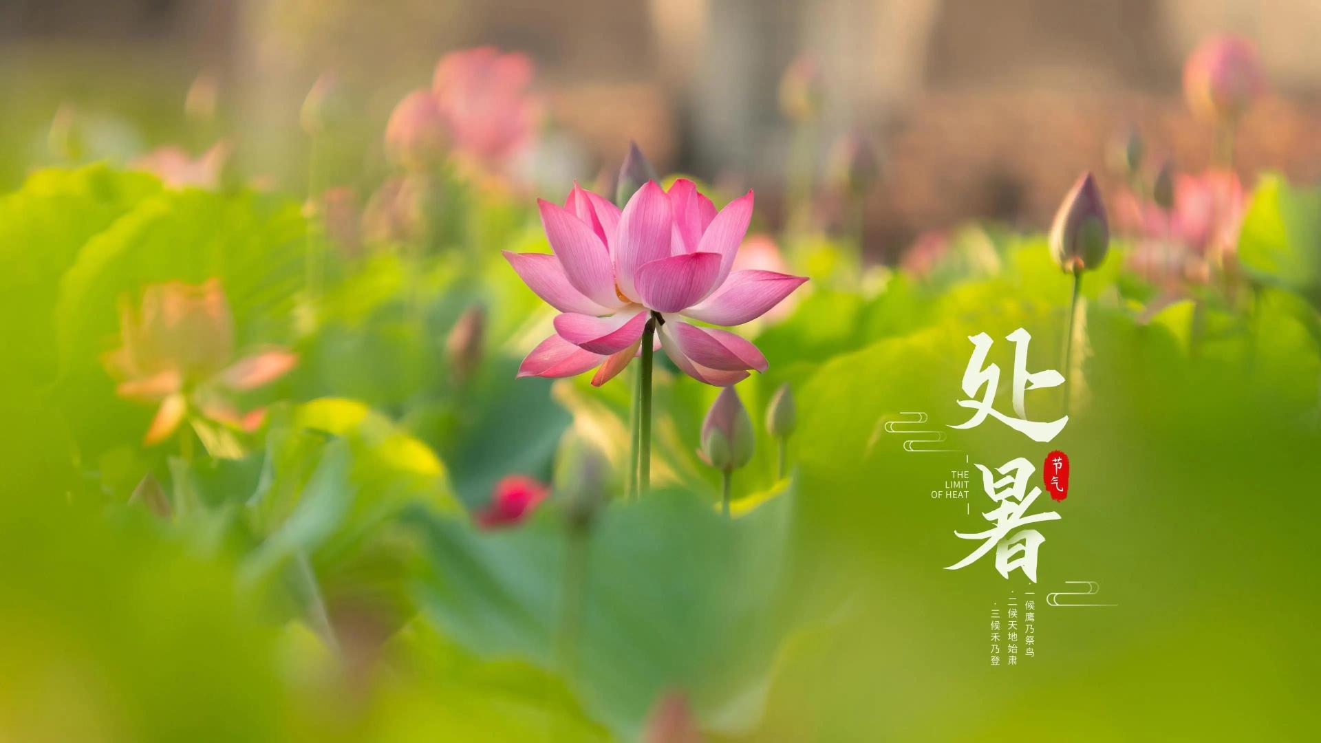 明日处暑，要合理忌嘴，建议“多吃3样，少吃3样”，为秋冬打基础