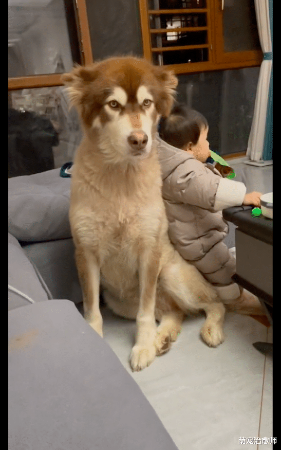 孩子往狗狗的身上蹭，它就坐在原地一动不动忍耐着，生无可恋呀！