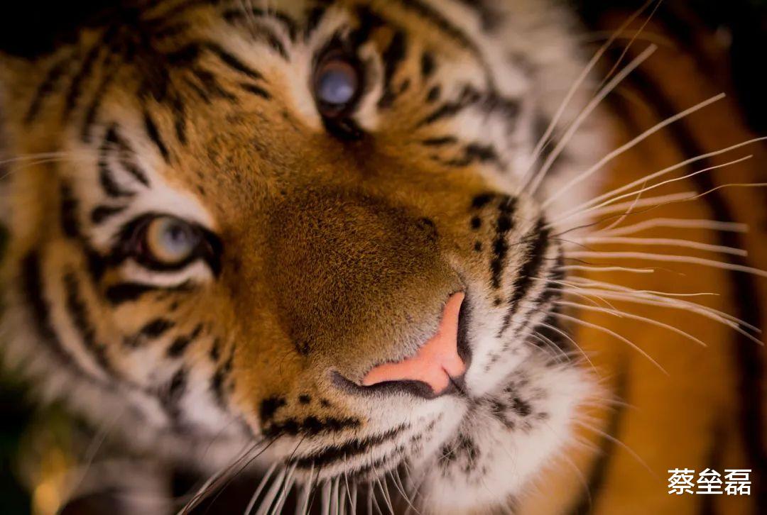 教会|教会徒弟,怎么能不饿死师傅?