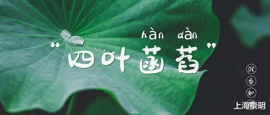 文化节|《沉香如屑》中的四叶菡萏，崇明有很多！