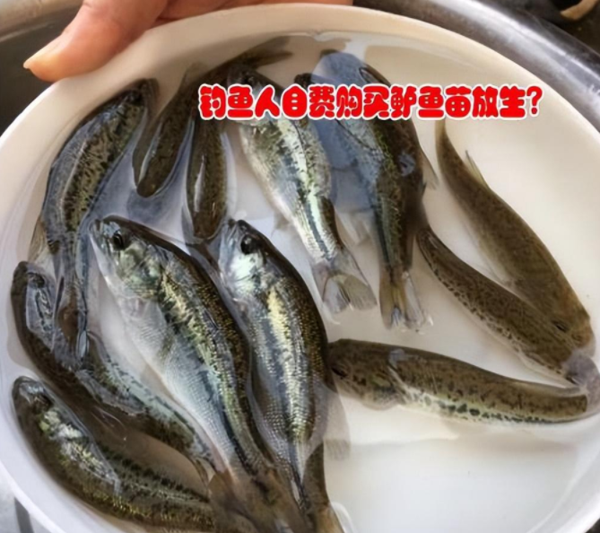 成都|美国黑鲈已“入侵”成都，有人一天钓几十条，高密度会形成种群么