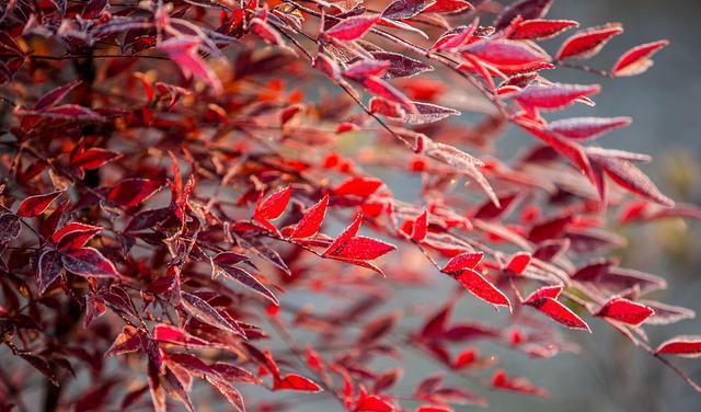 今年流行鲜切枝打造“日系小森林”!你是否也跟风,交了智商税