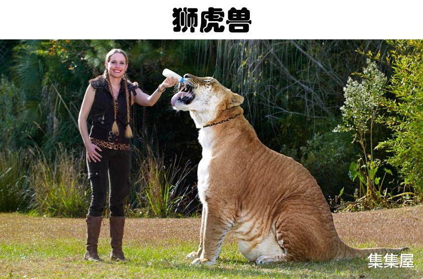 在这个世界上,真实存在着的5种奇怪的杂交动物