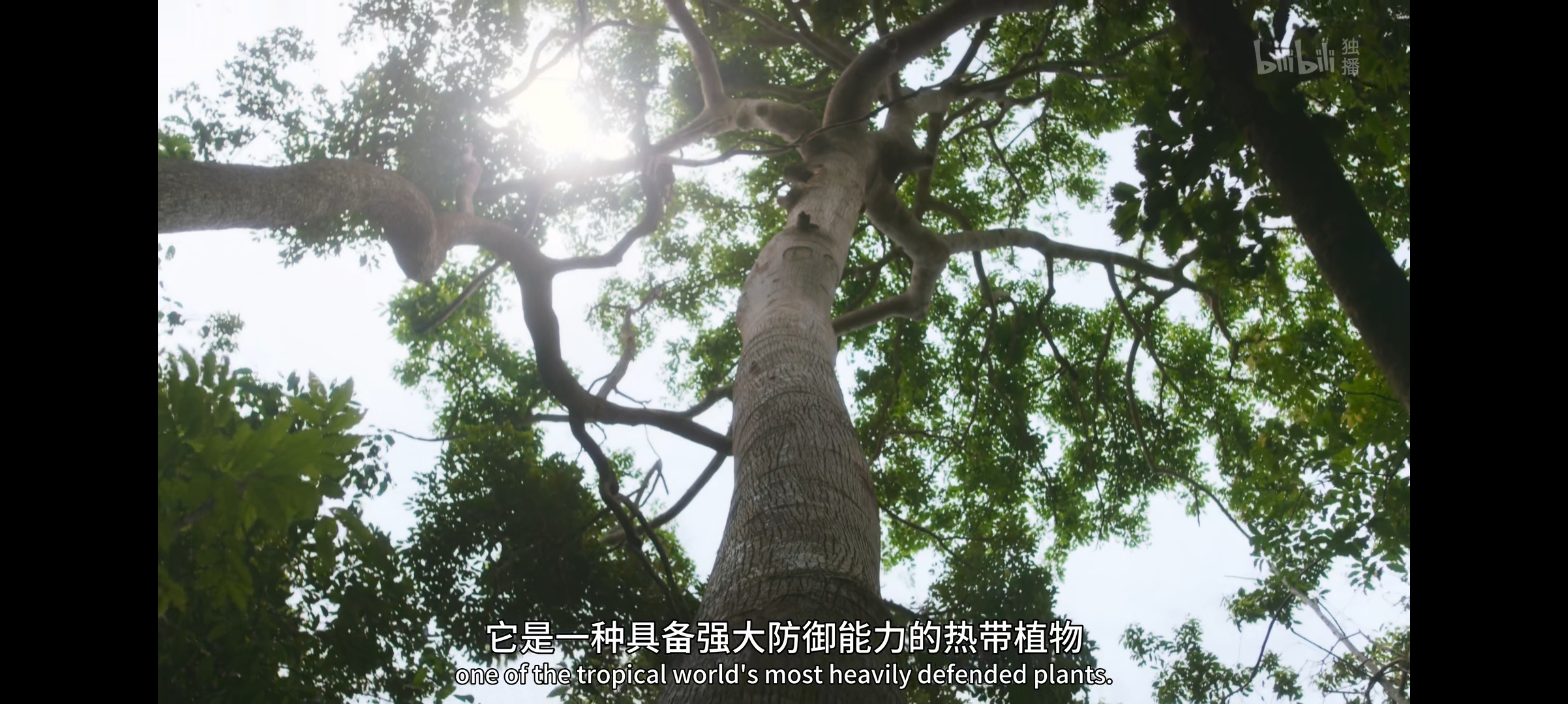 纪录片推荐——《绿色星球》第一集《雨林天地》都讲了什么？