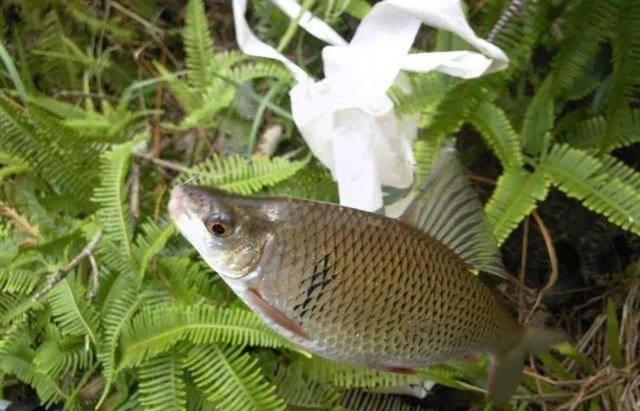 饵料|钓土鲮饵料是腥？还是香？或者腥香？