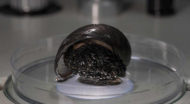 存在火山蜗牛。他们有金属外壳，可以承受750度的高温
