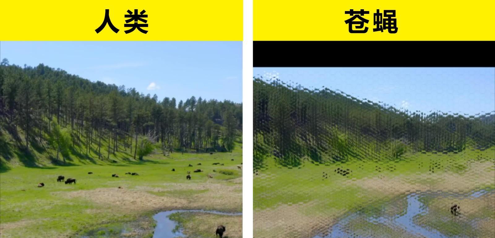 6种动物的眼中可能看见的世界的形态