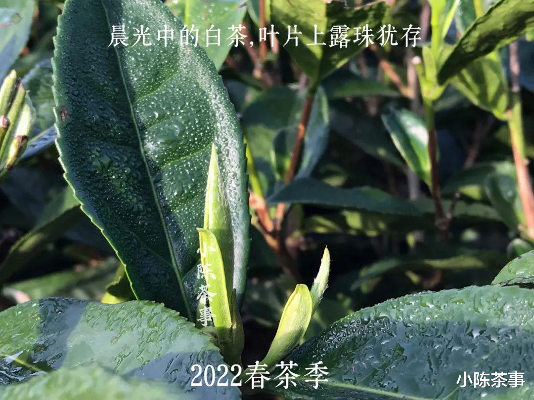 肉桂苦一点,茶味更充足?5大卖茶专用忽悠话术,早知道早受益