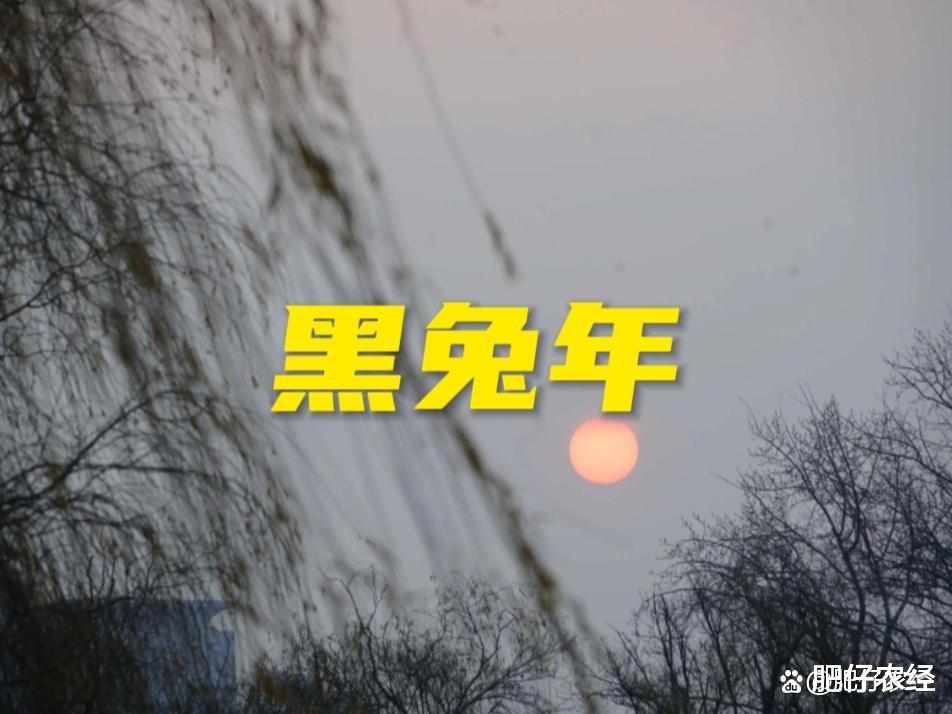 明年癸卯兔年,也被称为黑兔年,有何说法?好不好?一起了解下