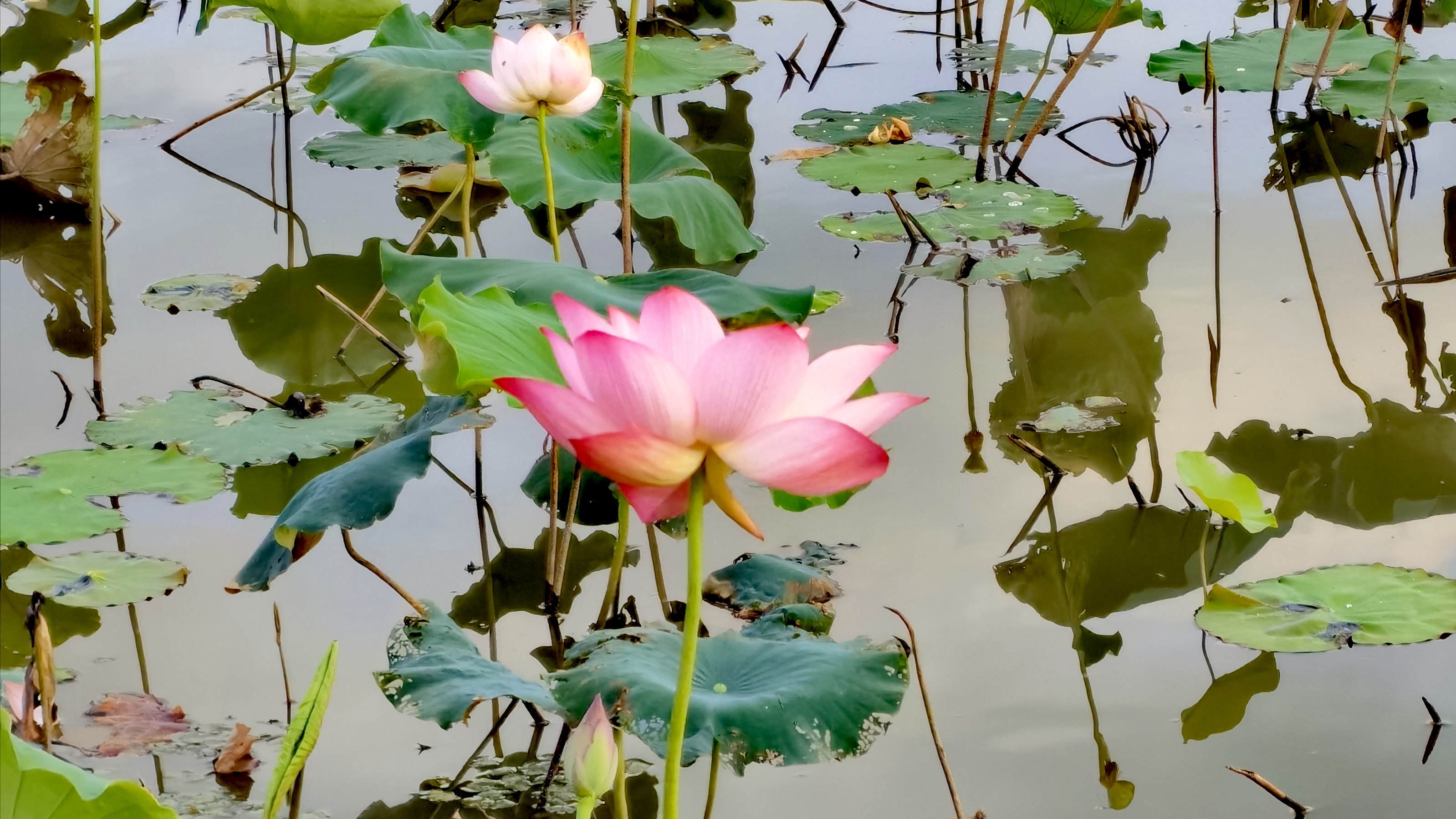 荷花|三角稻虾基地的荷花开得正艳