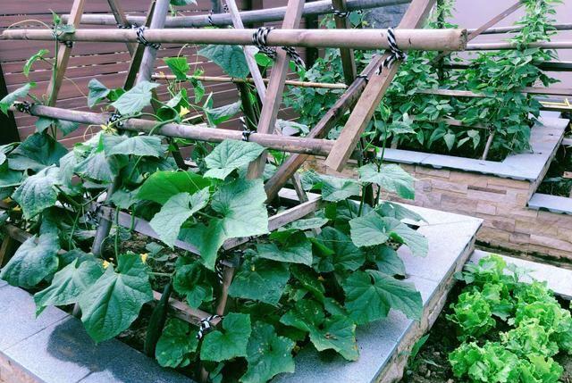 张馨予|35岁张馨予的家，在网上走红：家中栽满花草蔬菜，堪称世外桃源