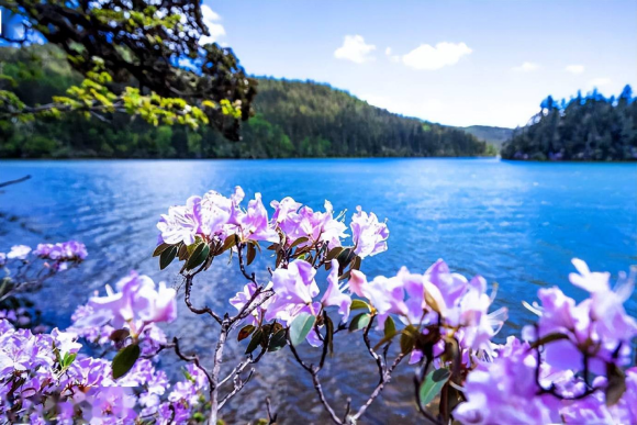 香格里拉|香格里拉大四赏花地，秋天仅剩一处绝美
