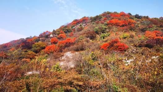 旅游业|享个清福！到少有人知的峙峪看看漫山红叶，喝喝住山人清茶