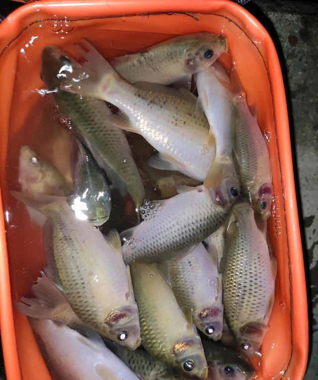 广州市|禾花鲤没人吃？广州河道禾花鲤泛滥，钓鱼人：河里全是这鱼