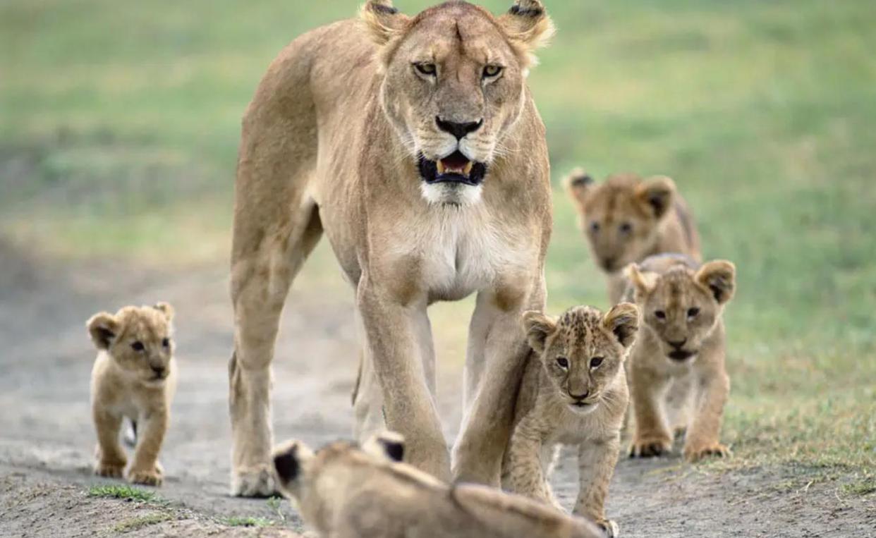 精子异常，雄狮不得不跟母亲女儿交配，这个狮群深陷近亲繁殖困境