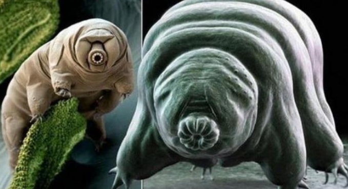 不怕冷也不怕热的超级生物,科学家认为,对付它仅有一个办法