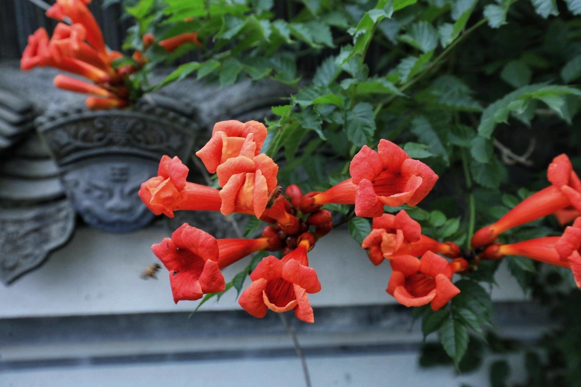 凌霄花|一起走“花”路！来这里邂逅凌霄花“隧道”