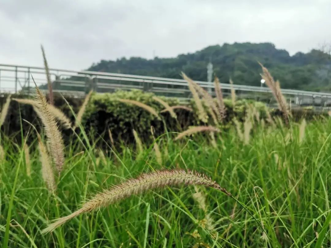 遵义|从平湖生态园到甘坑河碧道：徒步新线路