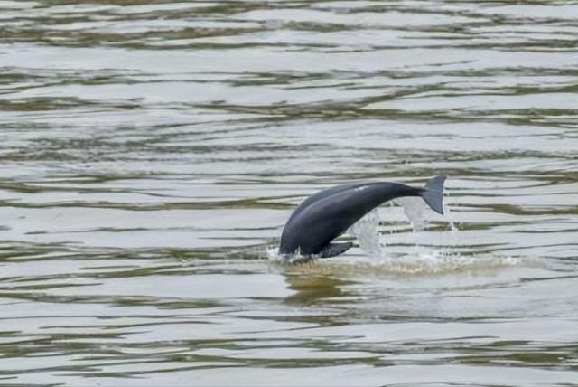 长江|十年长江禁渔才2年,局部江段鱼群已泛滥,还有继续禁的必要吗?
