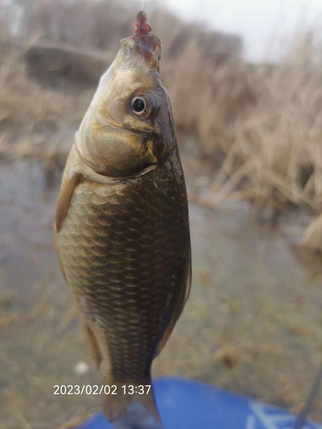 鲫鱼|久违的小野塘，首钓就是开门红