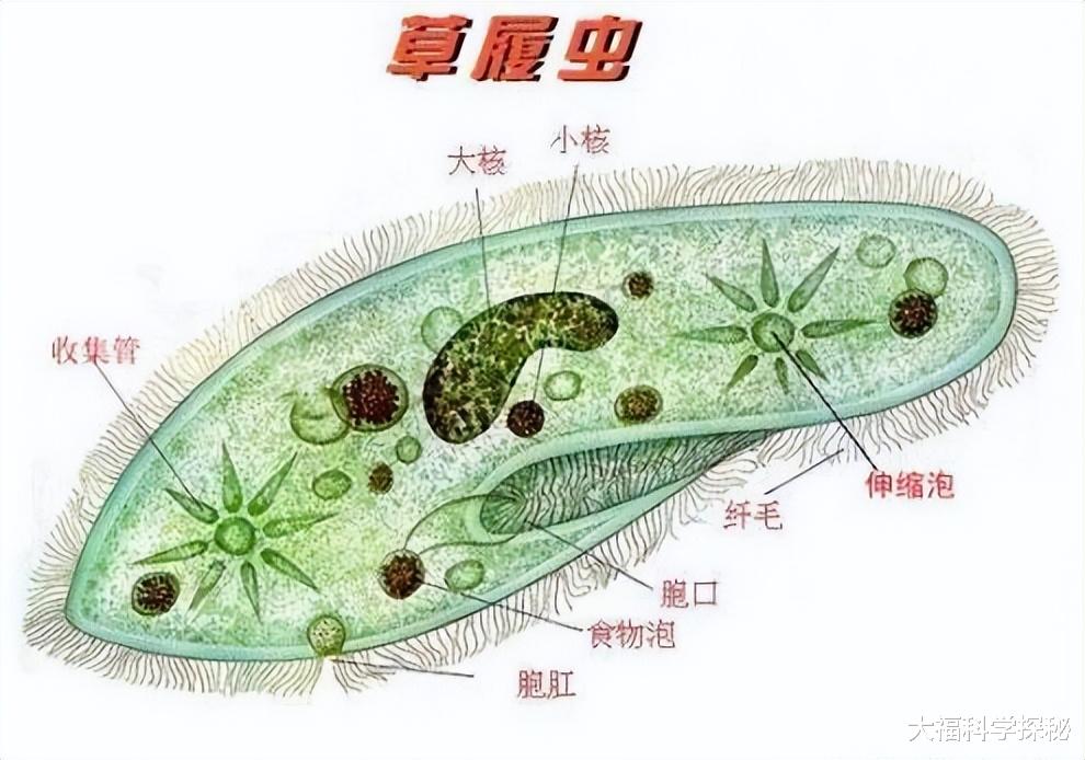 病毒真的一无是处吗?其实它对人类也有好处
