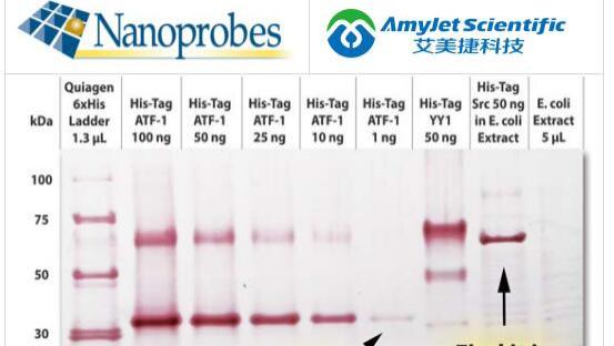 Nanoprobes多组氨酸 (His-) 标签标记：重组蛋白检测方案