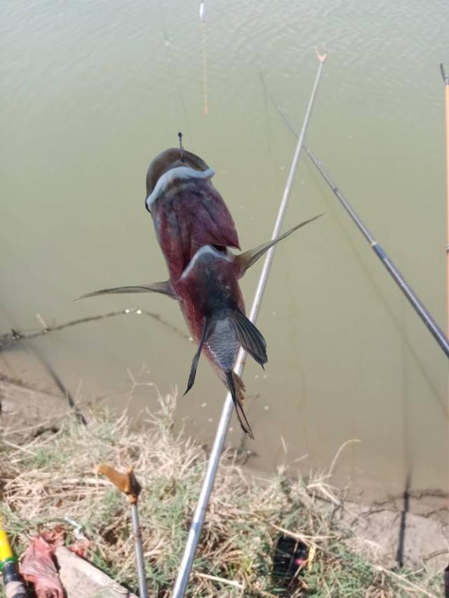 |再战X基地,这次想要爆护不容易