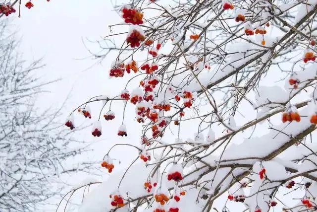 |散文：琉璃时光，眼里只有雪