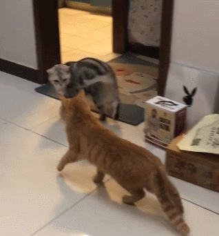 爱串门的橘猫先是被原住猫直接暴打，又被大爷发出灵魂拷问，可谓经历了双重打击