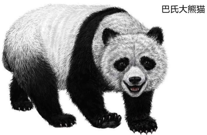 “国宝”要被抢了?欧洲发现千万年前熊猫化石,它真起源于欧洲吗
