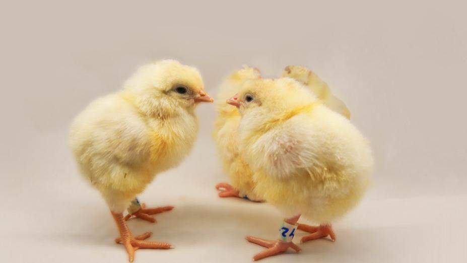 基因编辑：以色列研发出只产雌鸡的技术，数亿雄鸡免遭宰杀