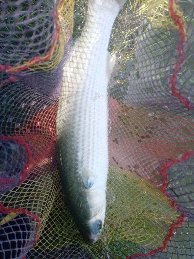 |2022年我还是那个称职的乌（鲻）鱼猎手！