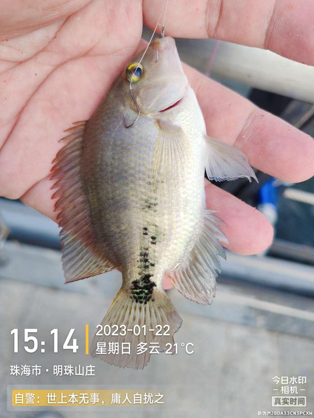 鳊鱼|万象更新初一日,深浅各半略有收获