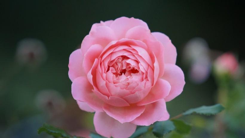 巨蟹座|7月23日星座运势：齐心协力，力争上游的四大星座