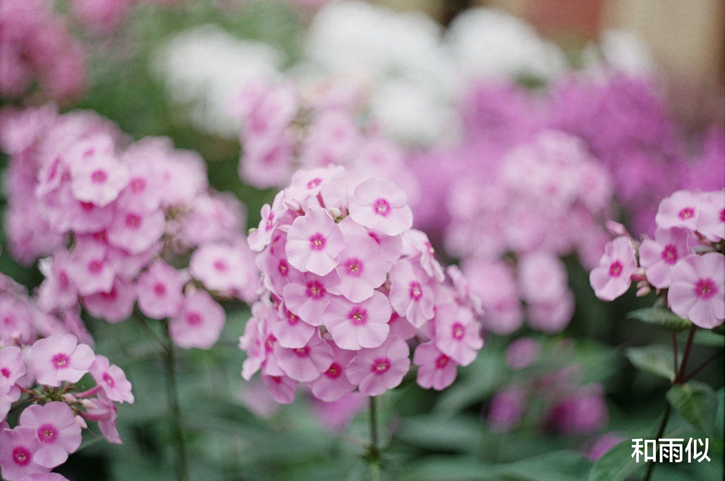 盛明兰|《知否》原著：与人交往，不想随便被欺负，高情商的人通常会这样做